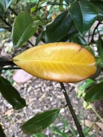 The oldest southern magnolia leaves are the first to drop in the spring as new growth comes on to replace it.