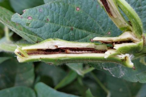 Dectes stem borer larva inside of a soybean stem