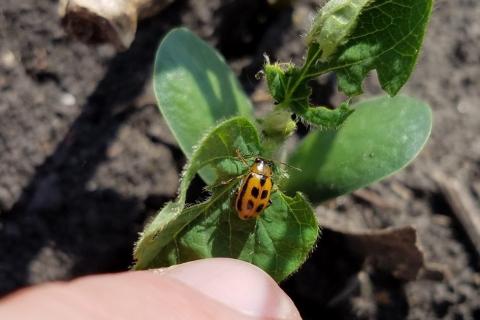 Bean leaf beetle feeding on seedling soybean foliage