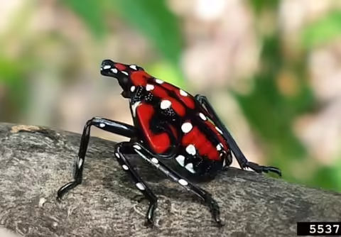 Spotted lanternfly (Lycorma delicatula) 4th instar nymph, Lawrence Barringer, Pennsylvania Department of Agriculture, Bugwood.org