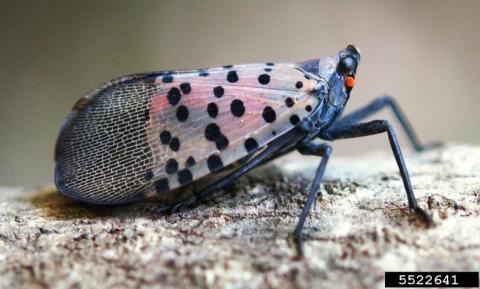 Spotted lanternfly (Lycorma delicatula) adult at rest, Lawrence Barringer, Pennsylvania Department of Agriculture, Bugwood.org