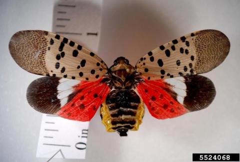 Spotted lanternfly (Lycorma delicatula) adult with wings spread, Pennsylvania Department of Agriculture, Bugwood.org