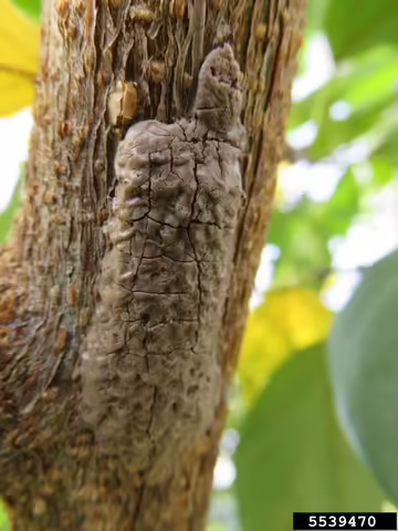 Spotted lanternfly (Lycorma delicatula) egg mass close-up, Kenneth R. Law, USDA APHIS PPQ, Bugwood.org