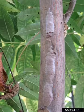 Spotted lanternfly (Lycorma delicatula) egg masses on tree, Kenneth R. Law, USDA APHIS PPQ, Bugwood.org