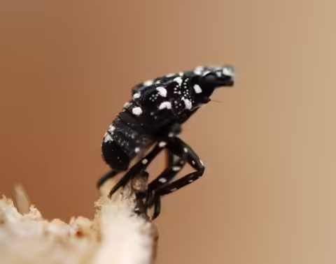 Spotted lanternfly (Lycorma delicatula) nymph, Lawrence Barringer, Pennsylvania Department of Agriculture, Bugwood.org
