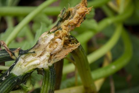 Squash Vine Borer Caterpillar