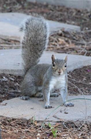 The eastern gray squirrel is known to dig up freshly planted bulbs while scavenging for food. Photo E. Wahle