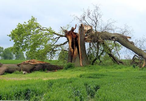 storm-damaged oak tree in countryside