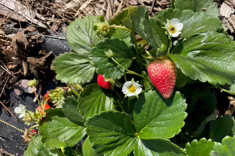 strawberry plant