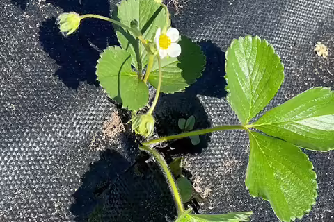 strawberry flowers