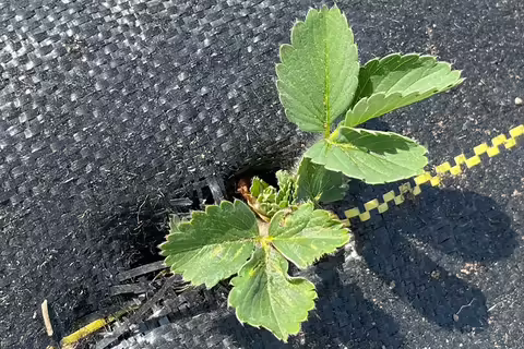 strawberry plant