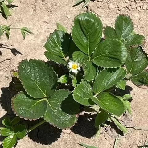 strawberry plant