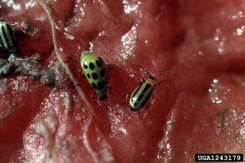 Striped cucumber beetle and spotted cucumber beetle adults feeding on watermelon fruit