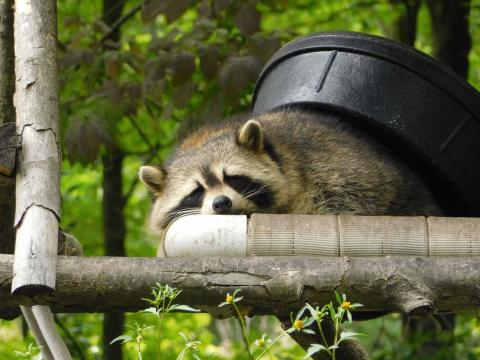 photo of resting raccoon