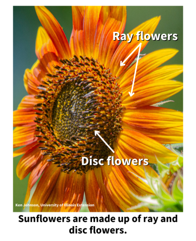 Sunflowers are made up of ray and disc flowers. Orange sunflower showing ray and disc flowers.