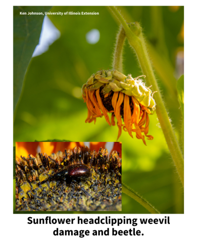 Sunflower headclipping weevil damage and beetle. 