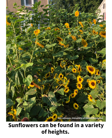 Sunflowers can be found in a variety of heights. A patch of sunflowers of various heights. 