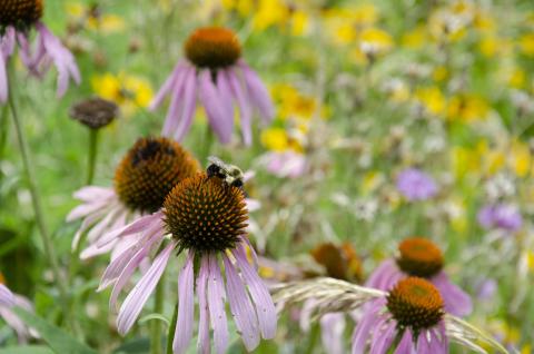 Bumblebee collecting pollen from blooming coneflower.