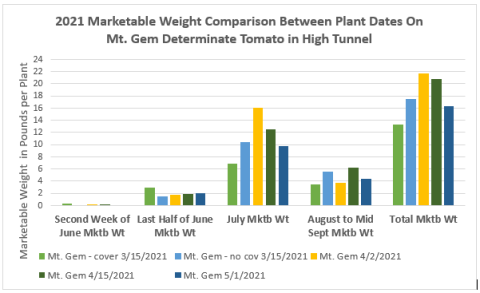 Marketable Weight Comparison Between Plant Dates