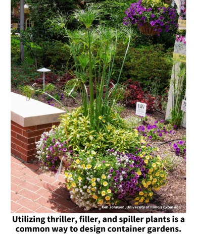 Utilizing thriller, filler, and spiller plants is a common way to design container gardens. A tall papyrus plant growing in a pot surrounded by plants with green and plants with yellow, white, and purple flowers spilling over the edge of the pot. 