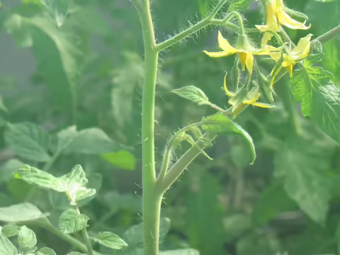 Tomato Pruning