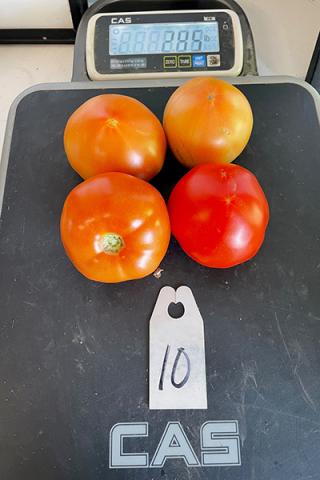 tomatoes on a scale