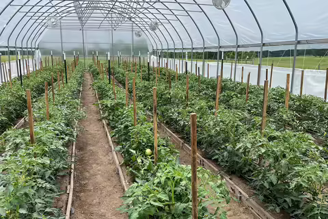 tomatoes in high tunnel