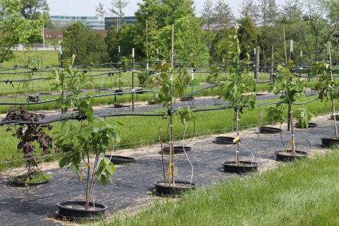 photo of tree nursery