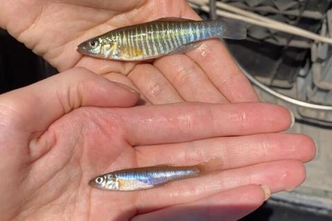 Two hands. One is holding an Eastern Banded Killfish and the other a Western.