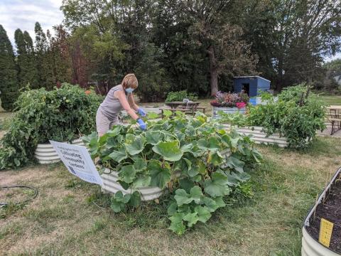 Community gardens fight food insecurity close to home Illinois