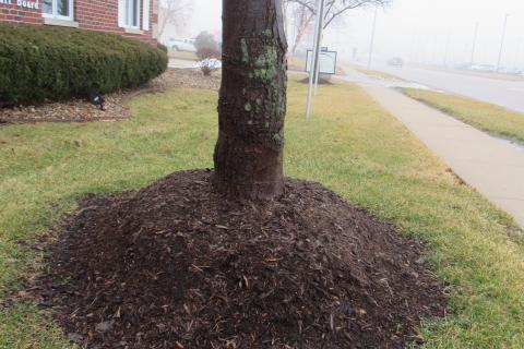 Mulch improperly mounded close to tree truck resembles a "tree muffin" and can cause damage.