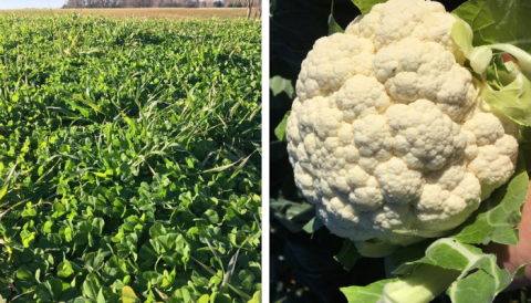 Fall cover crop on oats and crimson clover (left). December cauliflower harvest in fall planting (right). Photos: N. Johanning
