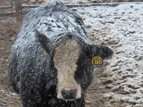 cow in cold weather