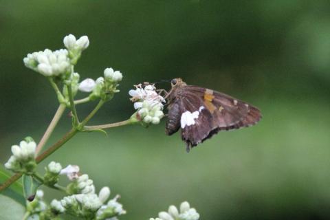 White-spot skipper butterfly (Epargyreus clarus) on Seven-son Flower (Heptacodium miconioides).