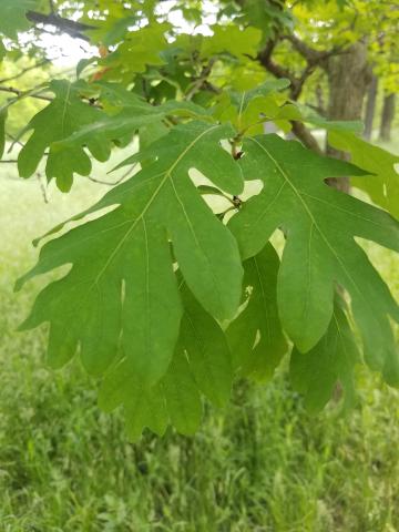 White Oak Leaves