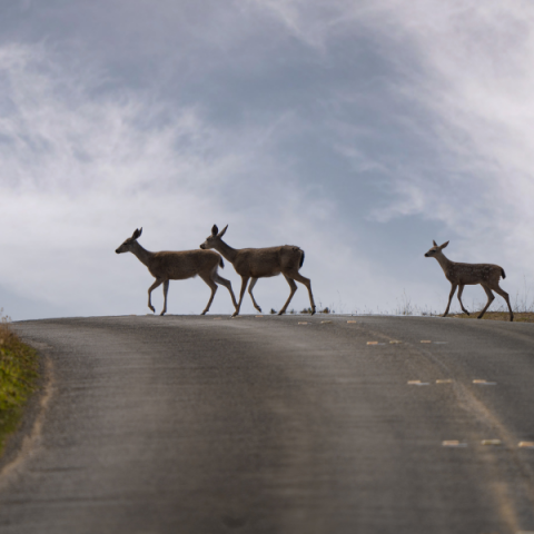 White-tailed deer crossing the street