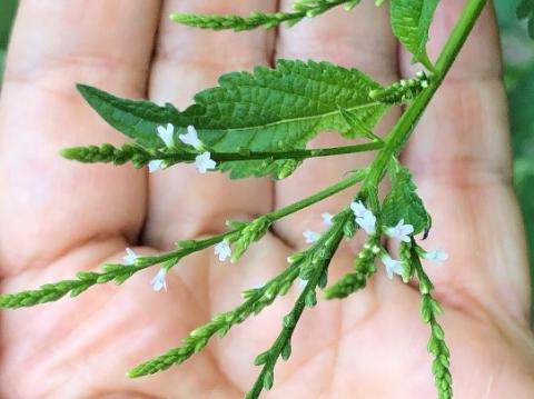 Inflorescence of white vervain
