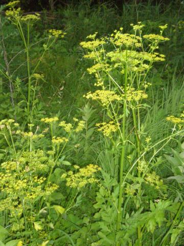 Wild parsnip with yellow blooms in grassy area. 