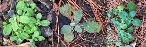 From left to right: common chickweed, prickly lettuce and purple deadnettle are common winter annuals that overwinter as small rosettes.