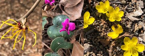 Late winter bloomers (l) witch hazel (Hamamelis x intermedia 'Barmstedt Gold' (C) hardy cyclamen (Cyclamen coum), (R) winter aconite (Eranthis hyemalis)
