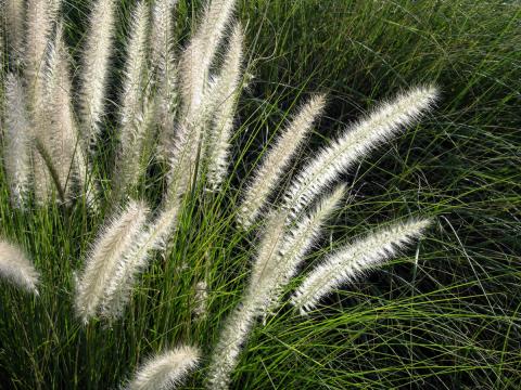 Ornamental grasses with pointed flower stalks