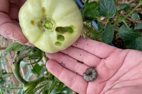 worm feeding on tomato