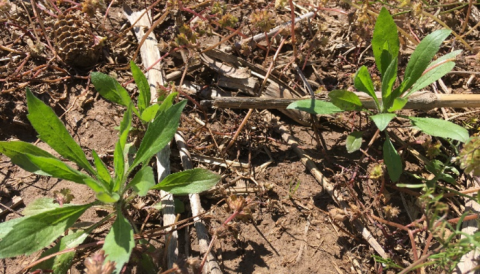 Young marestail plants