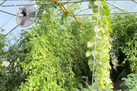 tomatoes in high tunnel