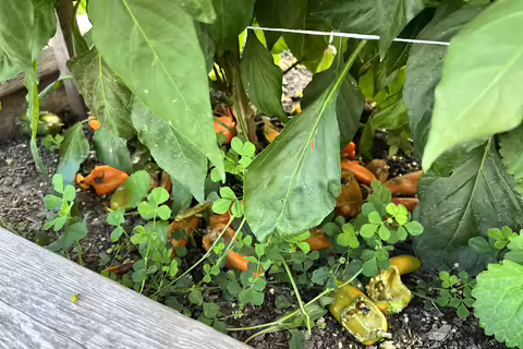 vole damage on plants