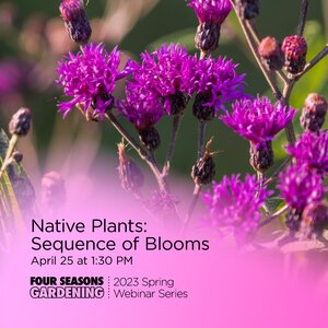 bright purple flowers of native ironwood
