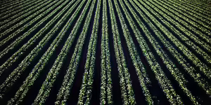 Photo of row crops in a field
