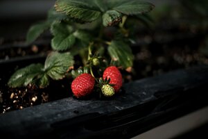 Photo of a Strawberry plant