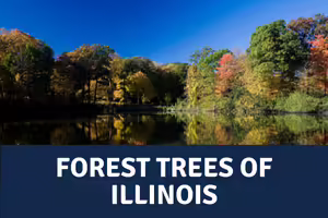 trees along river