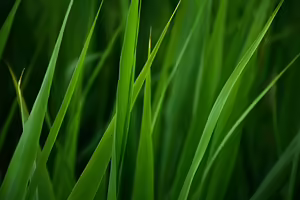 grass